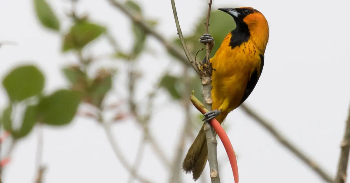 A Spot-breasted Oriole hanging from a thin vertical branch.