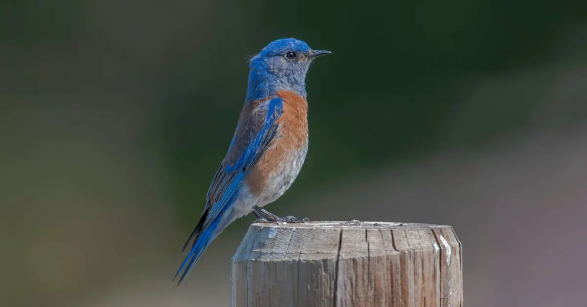 A western bluebird perched on top of a wooden post.