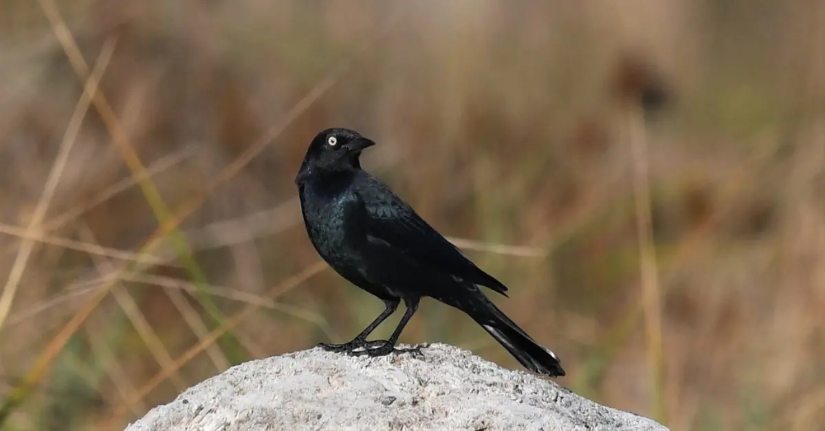 A Brewer's blackbird standing on top of a rock in a grassy landscape.