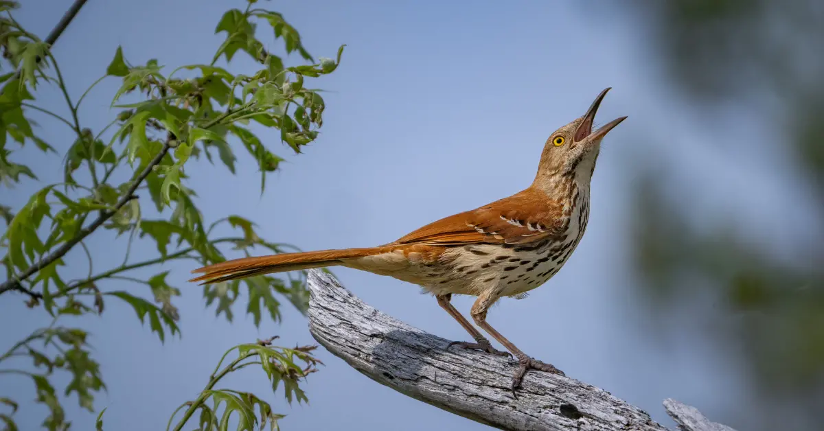 A brown thrasher singing from a perch.
