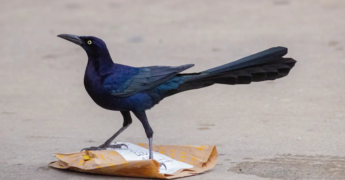 A great-tailed grackle standing on top of a paper bag of takeaway food.