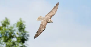 A gyrfalcon, the fastest falcon in the Arctic Tundra, flying above green tree tops.