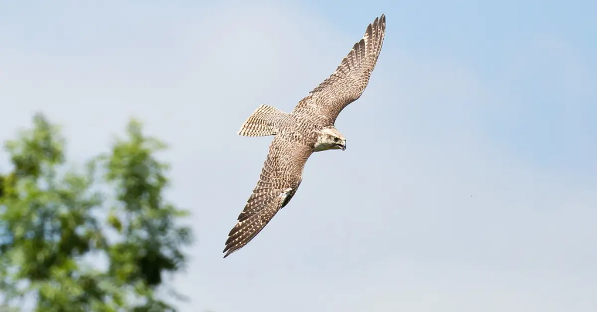 A gyrfalcon, the fastest falcon in the Arctic Tundra, flying above green tree tops.