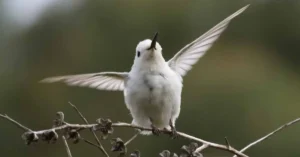 A leucistic Anna's hummingbird that is almost completely white except its black bill, eyes and feet and a few small patches of black on its feathers.