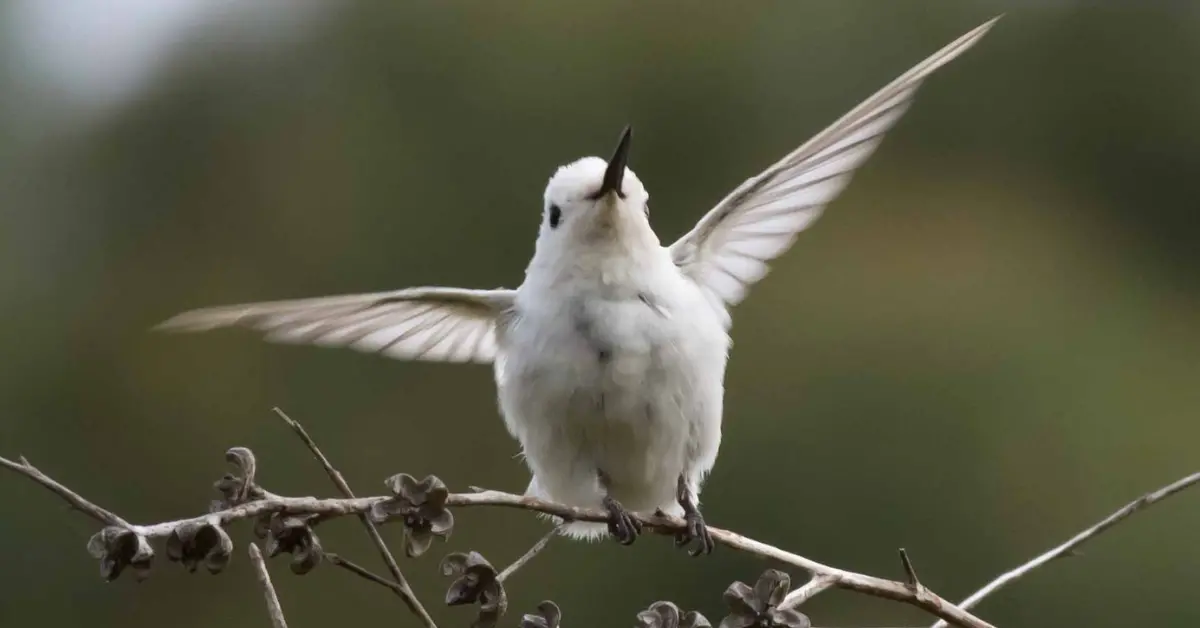 A leucistic Anna's hummingbird that is almost completely white except its black bill, eyes and feet and a few small patches of black on its feathers.
