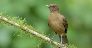 A clay-colored thrush perched on a mossy branch.