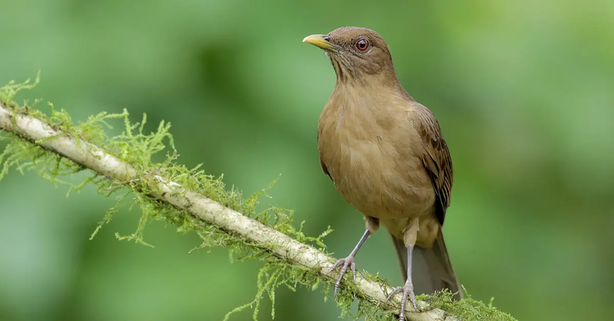 A clay-colored thrush perched on a mossy branch.