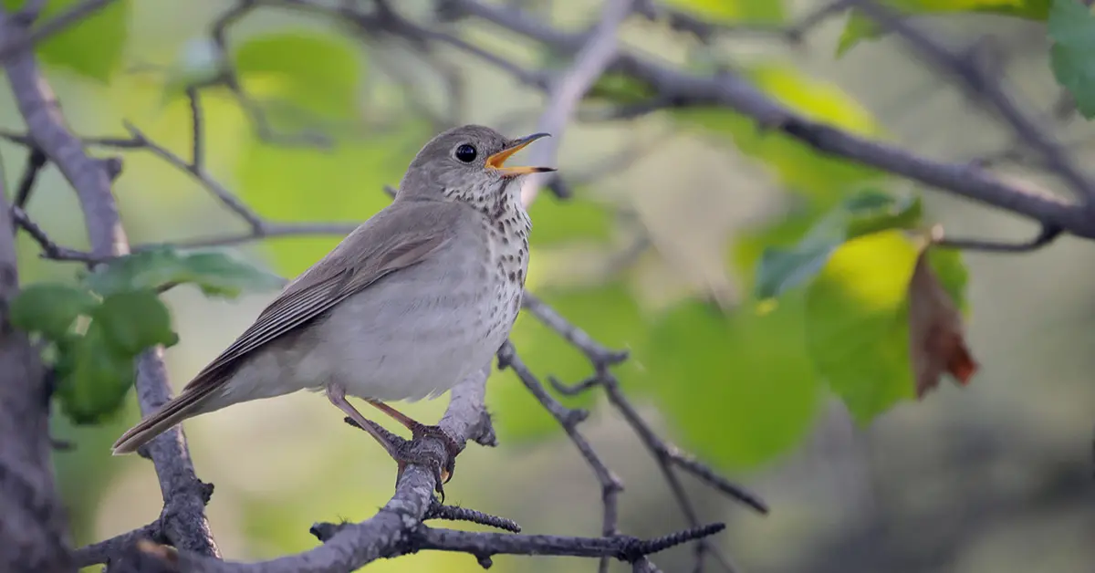 A gray-cheeked thrush calls whilst perched on a branch.