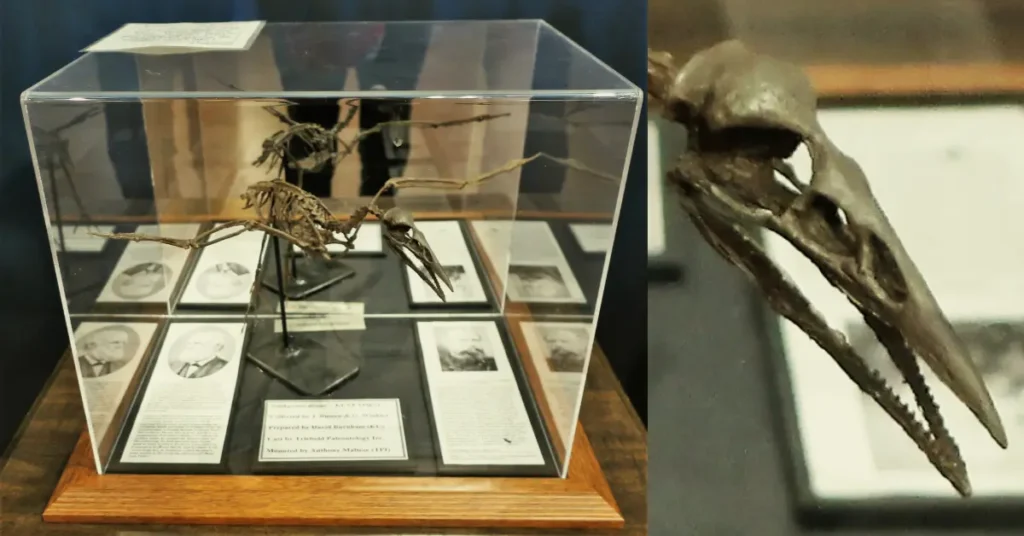 A picture of a display in Fort Wallace Museum of the fossil remains of the ancient bird Ichthyornis dispar and a close-up of the birds toothed beak.