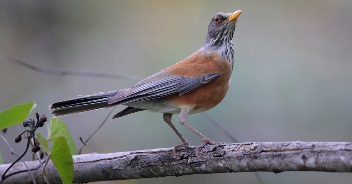 A rufous-backed robin looks around while standing tall on a branch.