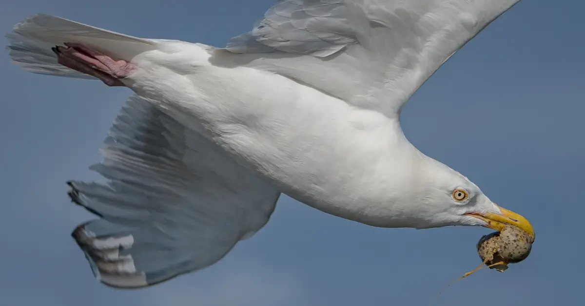 An American herring gull, a common white bird in North America, flying with the egg of another bird in its beak.