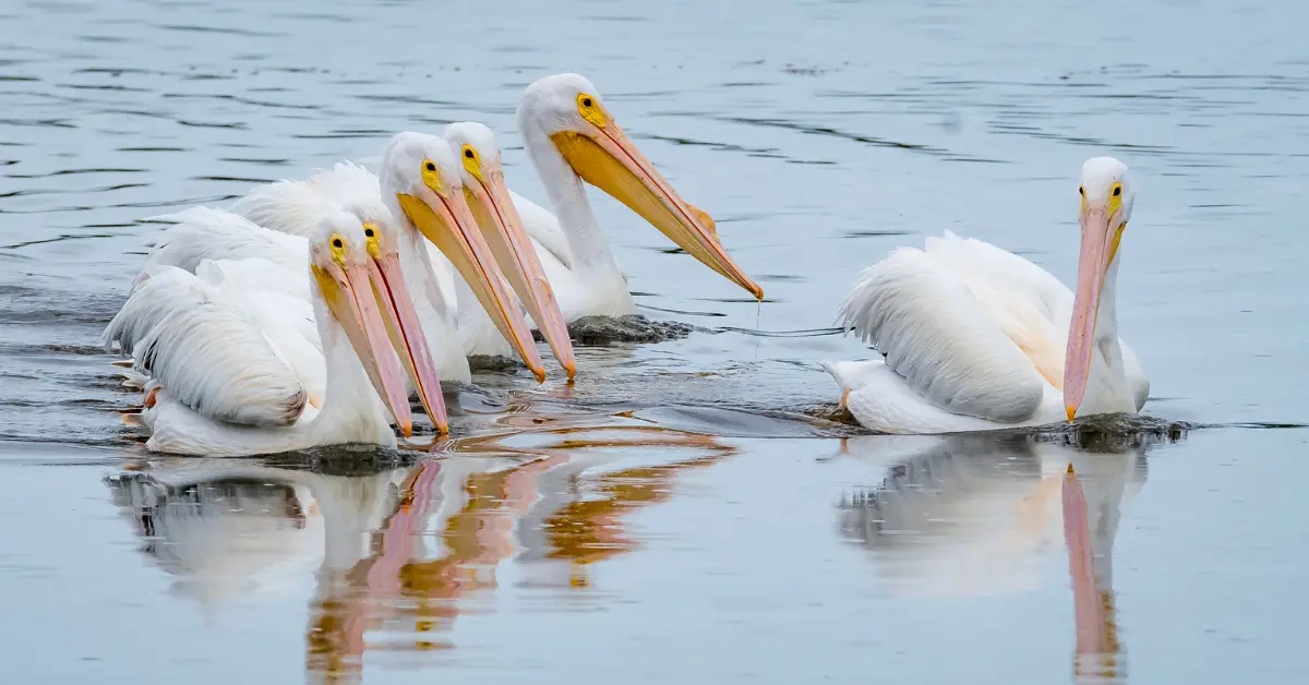 A group of american white pelicans swimming through a calm body of water.