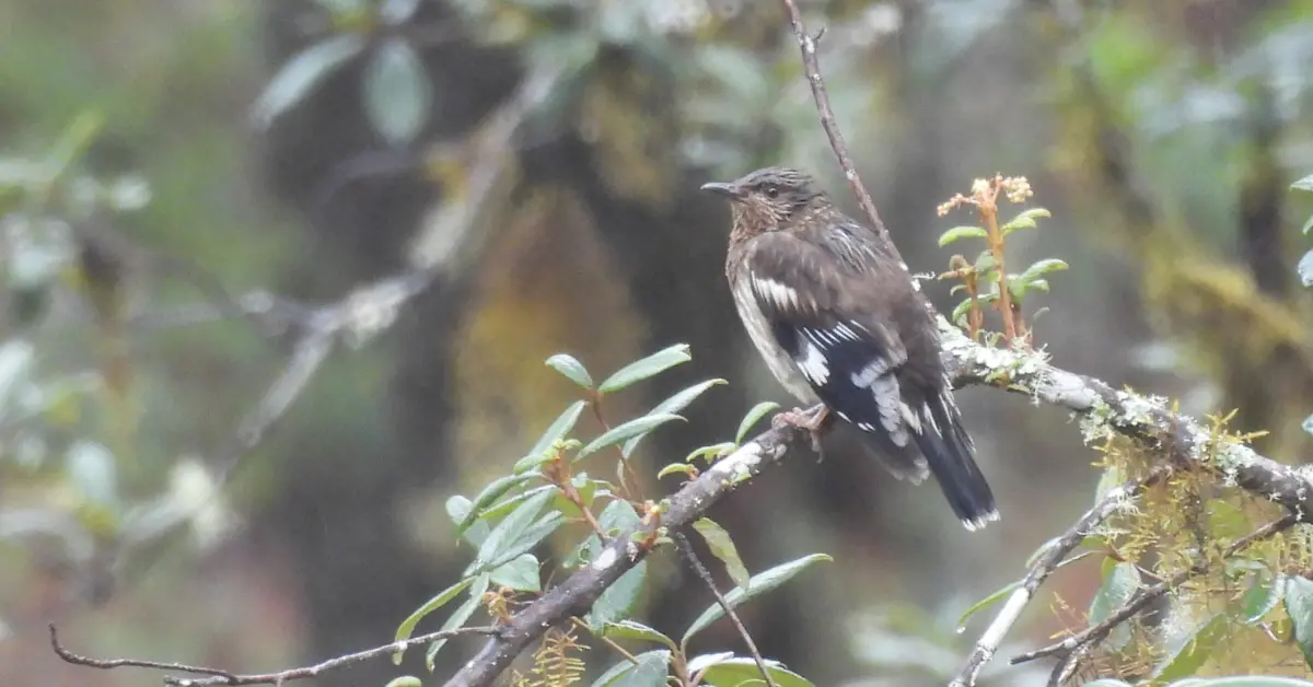 The backside of an Aztec thrush with its face facing sideways, perched on a thin branch with green foliage.