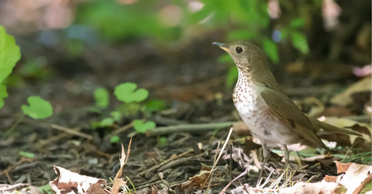 A Bicknell's thrush standing on the forest floor covered in dead leaves and some green plants.