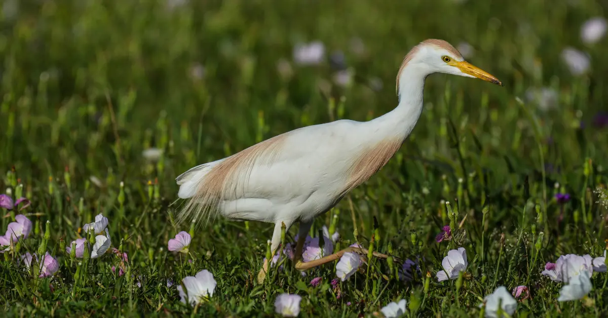A cattle egret walking in a marshy area with many white and pink flowers.
