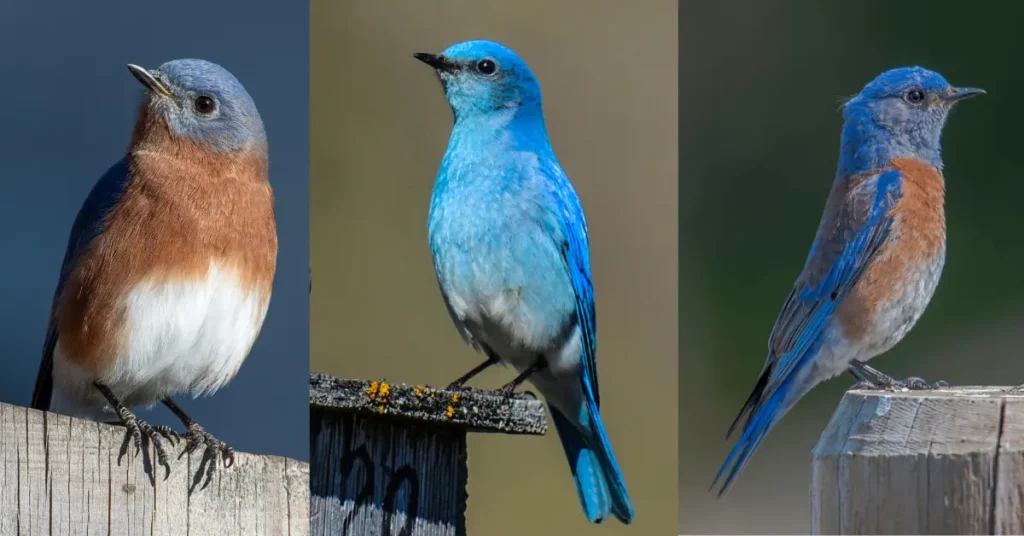 Three images showing the three different species of bluebird in North America: the eastern bluebird, the mountain bluebird and the western bluebird.