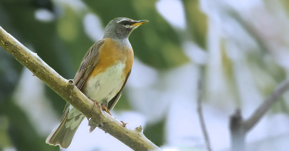 An eyebrowed thrush looks forward while sitting on a branch, with green foliage in the background.