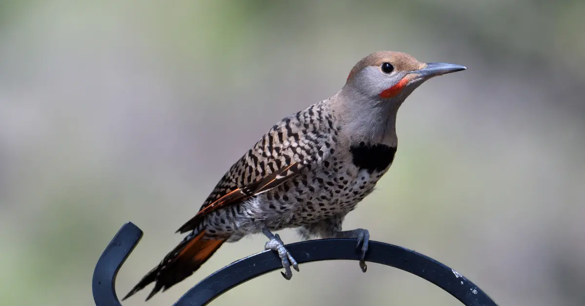 A male flicker on a metal fence.