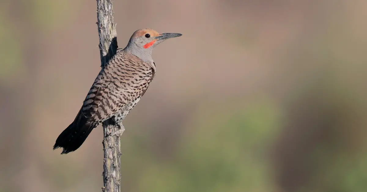 A Gilded Flicker hanging onto the thin trunk of a small tree.