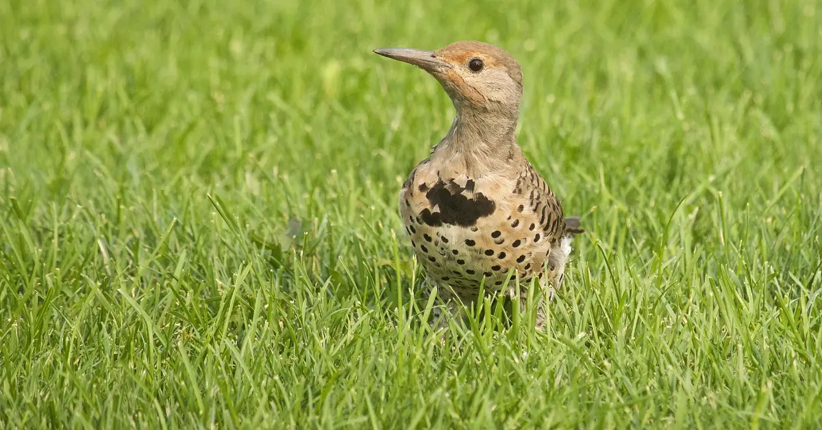 A juvenile Northern Flicker peering out over a grassy field.