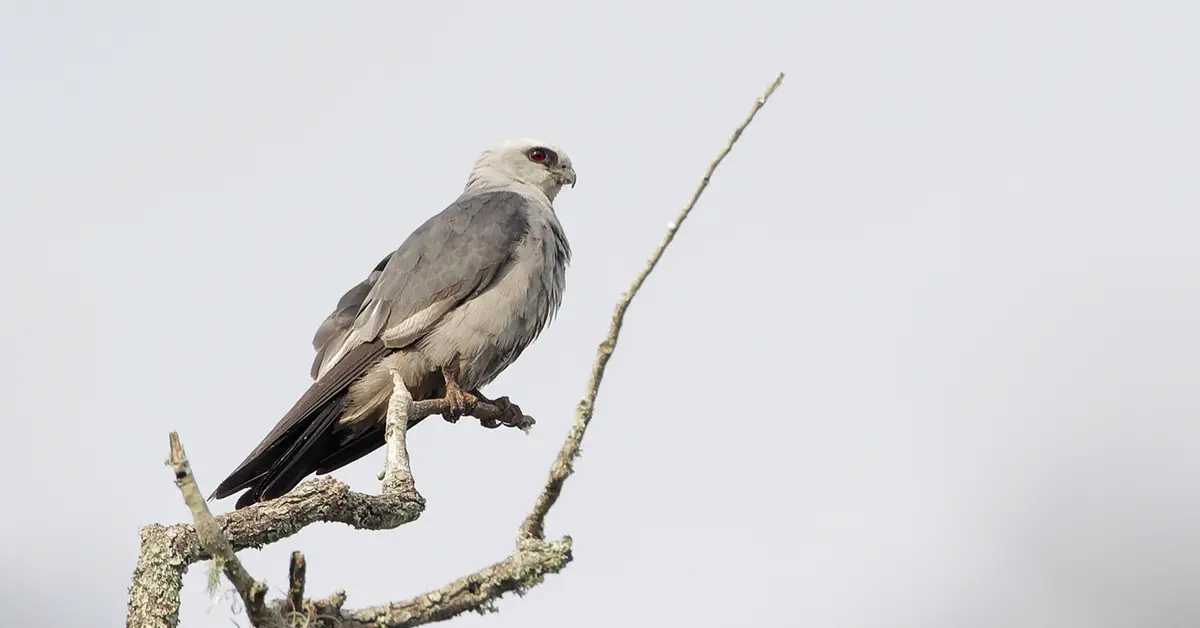 A Mississippi kite perched on the top of a dead tree.