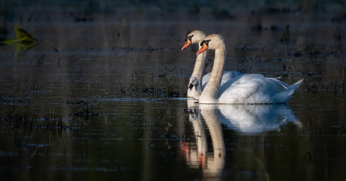 Two adult mute swans, invasive white birds in North America, with their one cygnet.