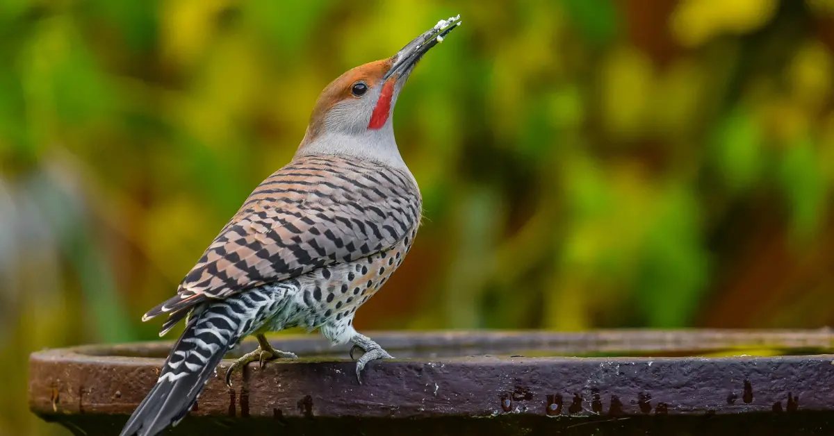 A flicker bird perched on the outside of a bird bath.