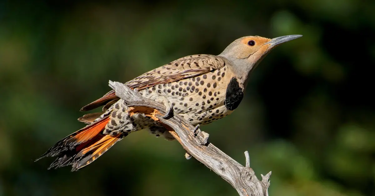 A flicker bird perched on a wooded stick.
