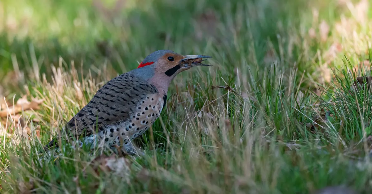 A Northern Flicker eating a cicada beetle.