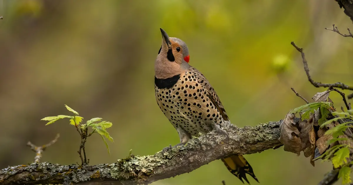 A Northern Flicker perched on a thick branch.