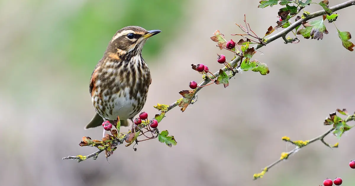 A redwing sits on a thin branch covered with pink berries.