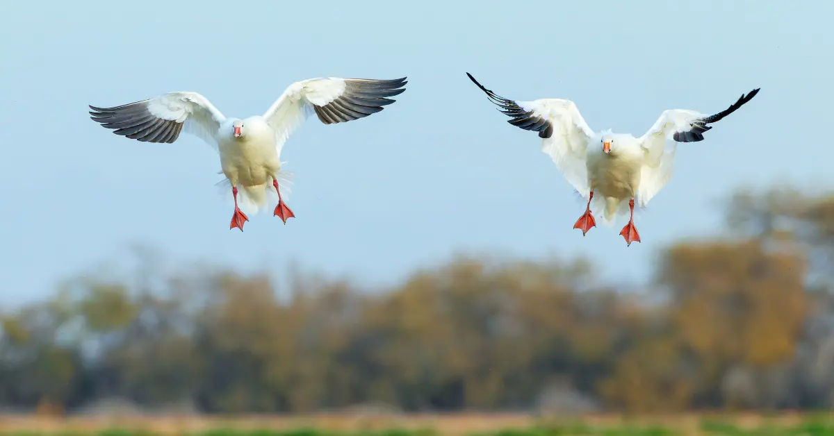 Two snow geese coming into land with their pink webbed feet dangling beneath them.