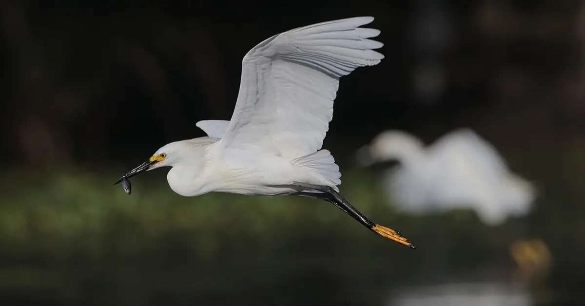 A snowy egret flying over a body of water with a small fish in its beak, another snowy egret is visible in the background.