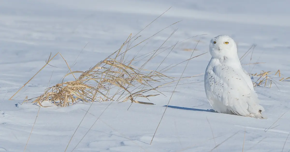 A snowy owl camouflaging against a snowy background with some yellow grasses poking out from the snow-covered ground.