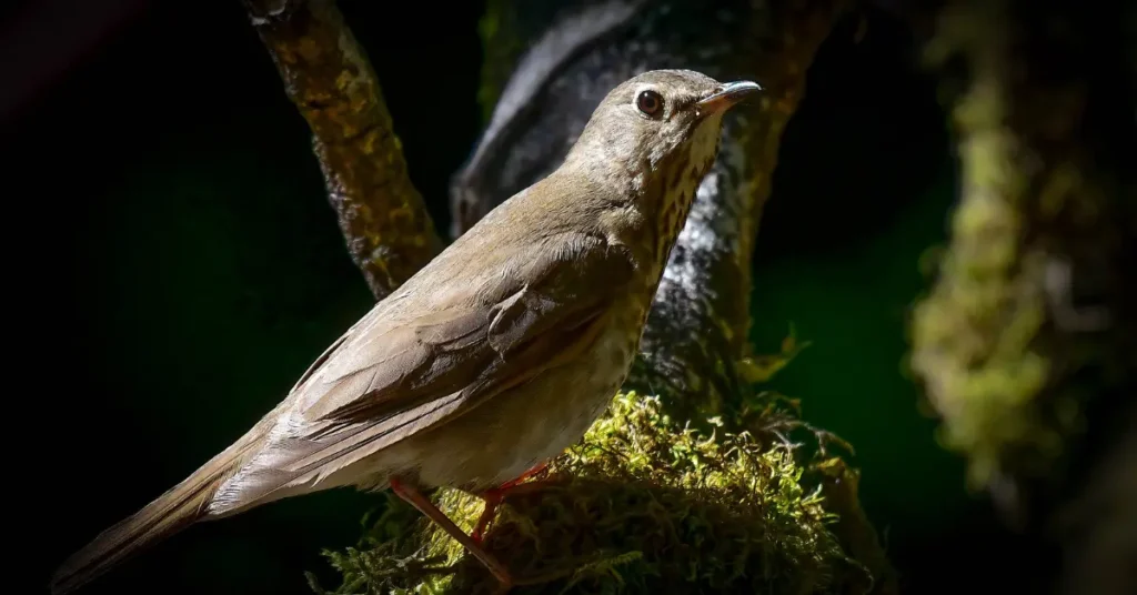 A Swainson's thrush perches on a mossy tree, illuminated by a bright light.