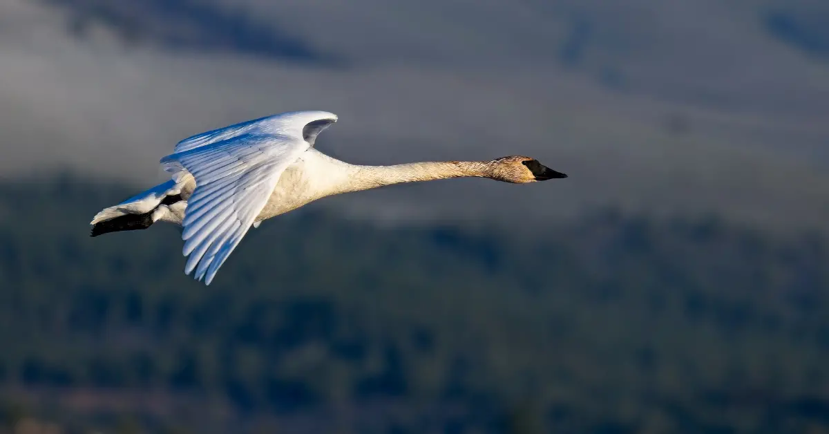 A trumpeter swan, a loud white bird, soaring high with a hilly landscape in the backgroun.
