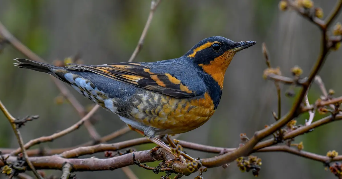 A varied thrush perches on a thin branch.