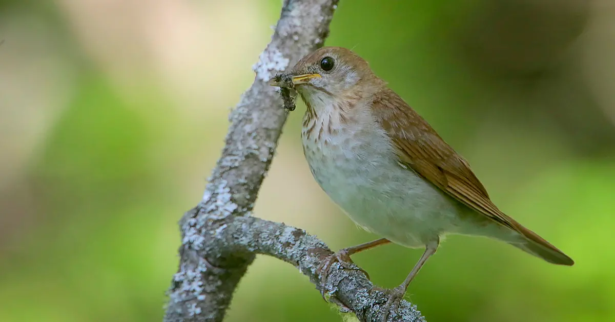 A veery eats a grub while perched on a lichen covered branch.