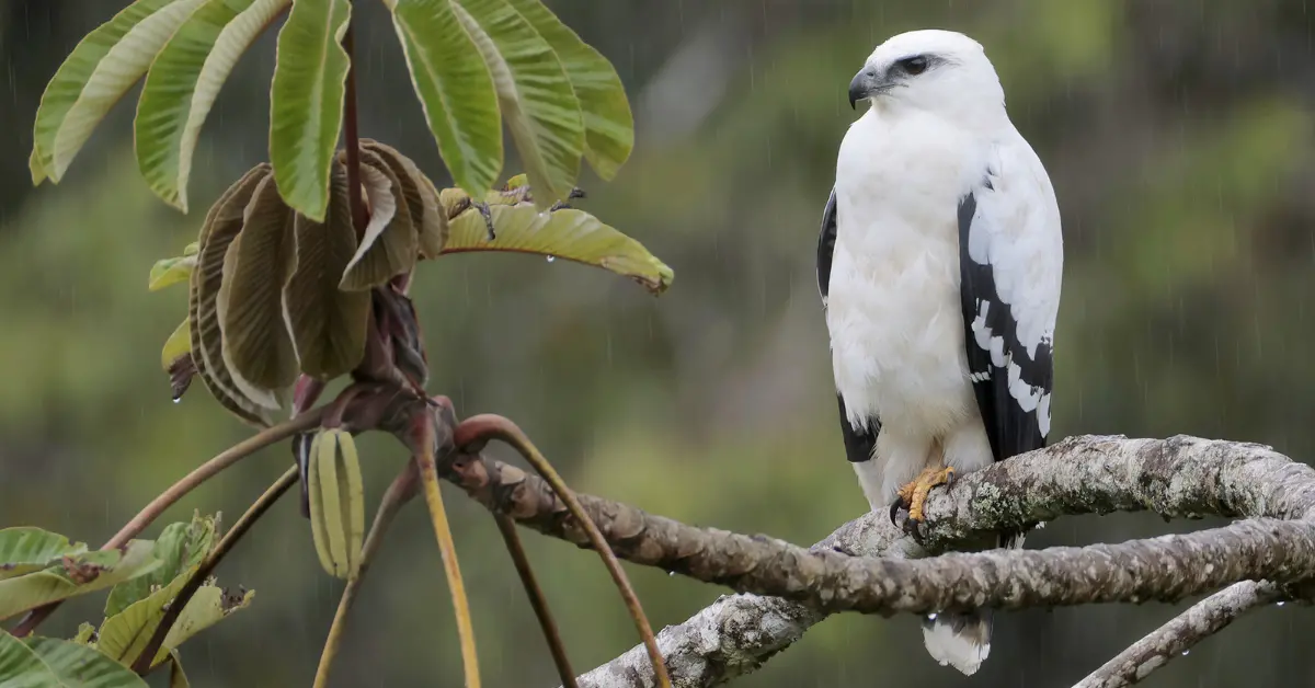 A white hawk sitting on a tropical tree in the rain.