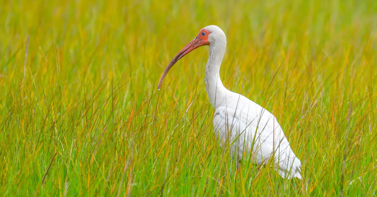 A white ibis, a coastal white bird, foraging in a long grass meadow.