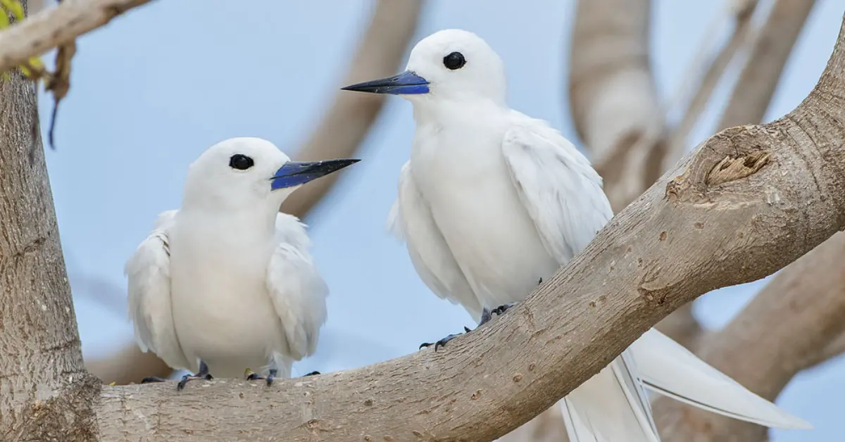 Two white terns, angelic white birds found in North America, perched together in a tree.