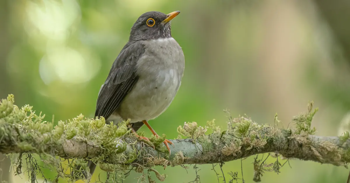 A white-throated thrush sits on a mossy branch.