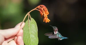 A hummingbird hovering below an orange tubular flower being held up by a hand.