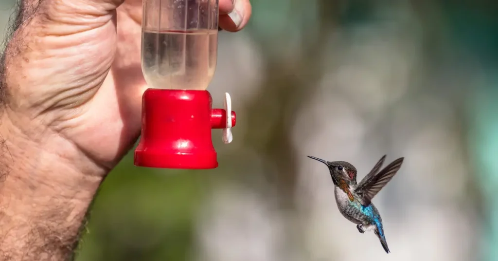 A tiny Bee Hummingbird hovering next to a nectar feeder being held by a hand to show scale.
