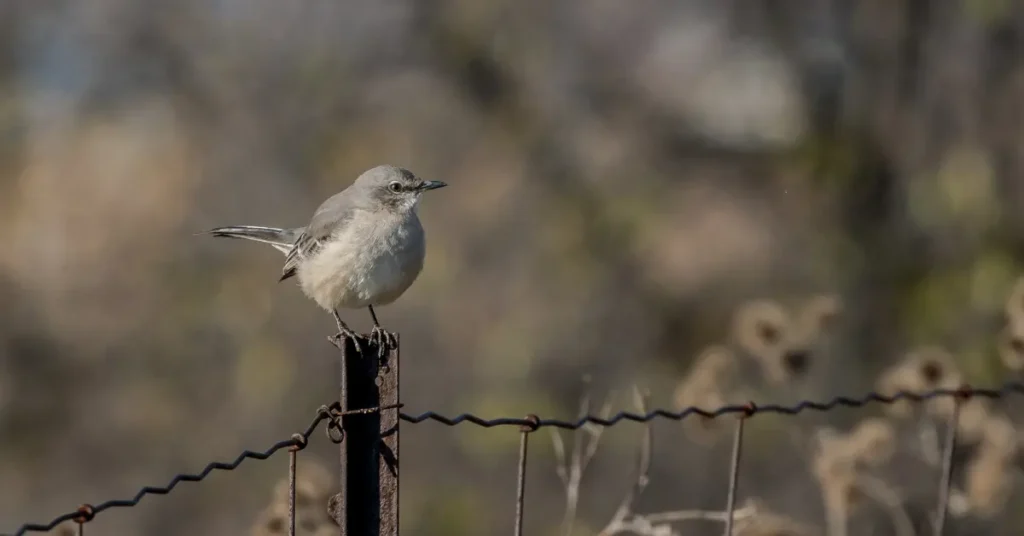 A mockingbird perched on a metal fence.