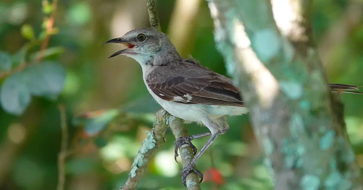 A mockingbird perched on a lichen-covered branch.