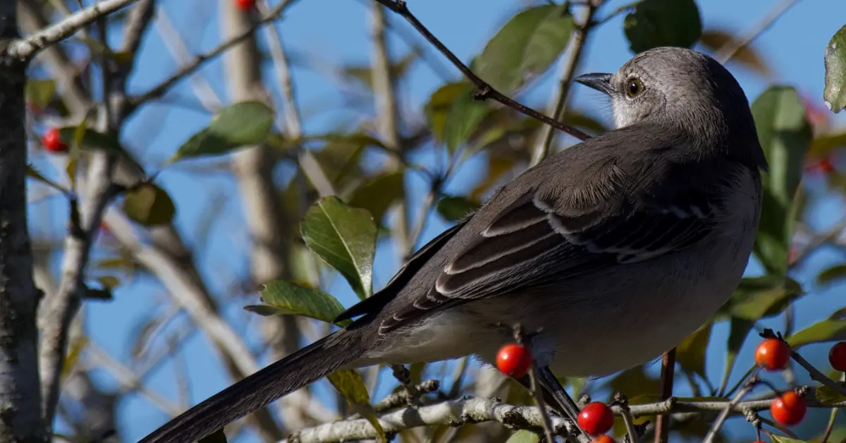 A mockingbird perched within a tree with small red berries.