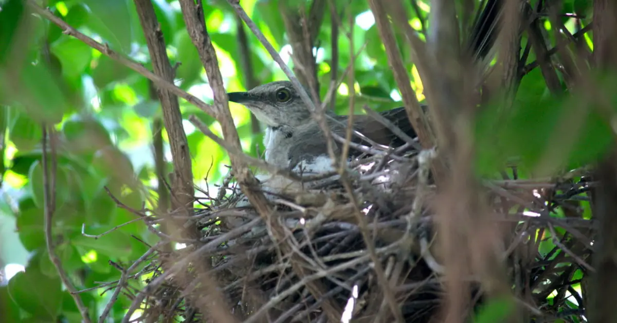 The nest of a Northern Mockingbird hidden in shrubby with a female mockingbird on top.