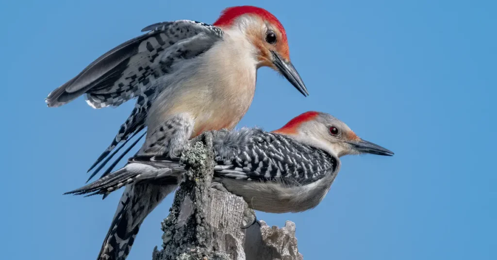 A pair of red-bellied woodpeckers mating.