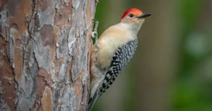A woodpecker clinging ontto the side of a tree using its zygodactyl feet.